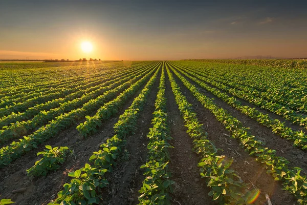 Cultivos sanos de soja al atardecer idílico —  Fotos de Stock