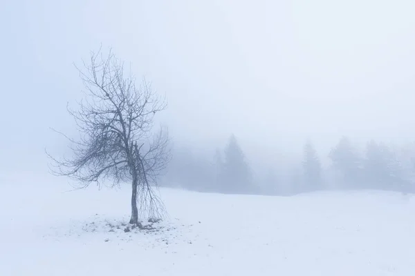 Lone tree in snow with broken branch at foggy morning — Stock Photo, Image