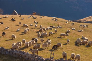 Güneşli sabah pastoral sahasının otlayan koyunları
