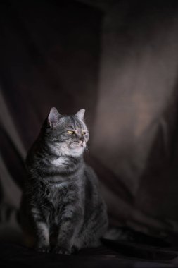 Sarı gözlü İskoç kedi