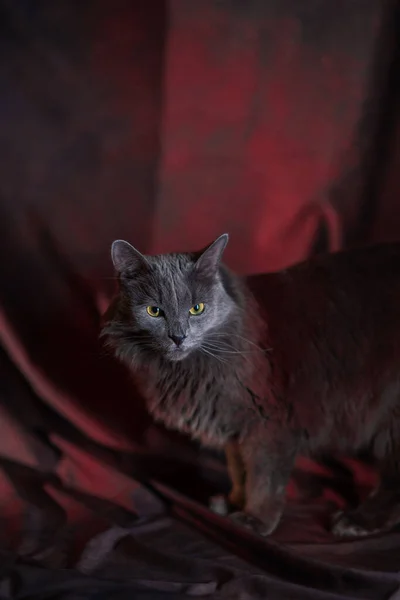 Retrato Ruso Azul Nibelung Gato — Foto de Stock