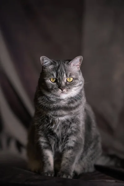 Σκωτσέζικο Γάτα Κίτρινα Μάτια — Φωτογραφία Αρχείου