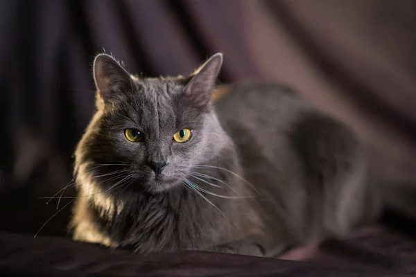 Russian Blue Nibelung Cat Portrait — Stock Photo, Image