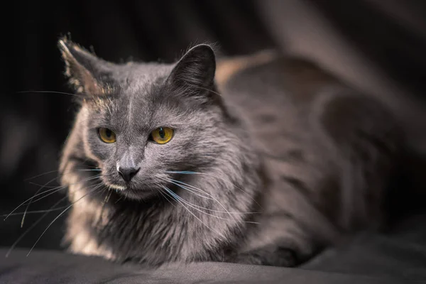 Russian Blue Nibelung Cat Portrait — Stock Photo, Image