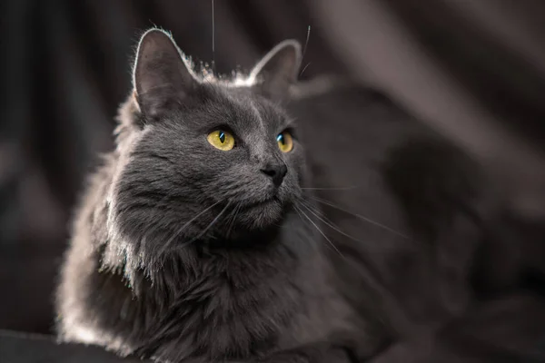 Russian Blue Nibelung Cat Portrait — Stock Photo, Image