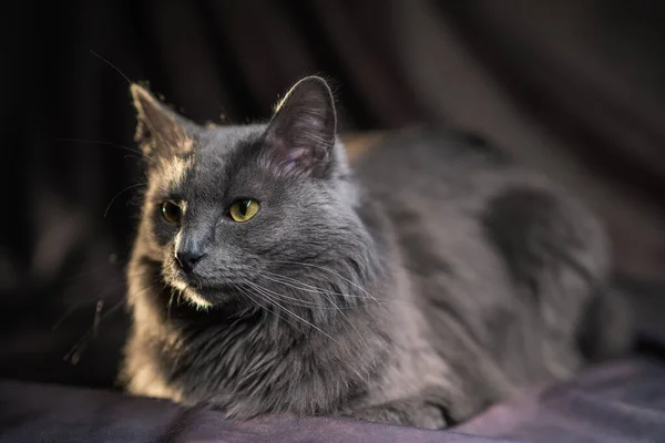Retrato Gato Nibelung Azul Russo — Fotografia de Stock