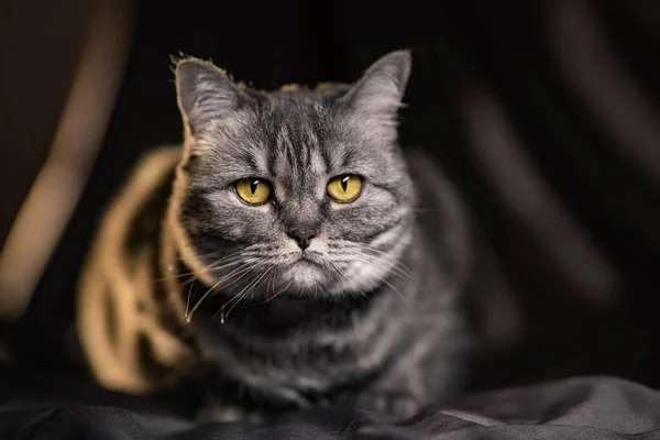 Kucing Skotlandia Dengan Mata Kuning — Stok Foto