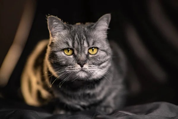 Gato Escocés Con Ojos Amarillos —  Fotos de Stock