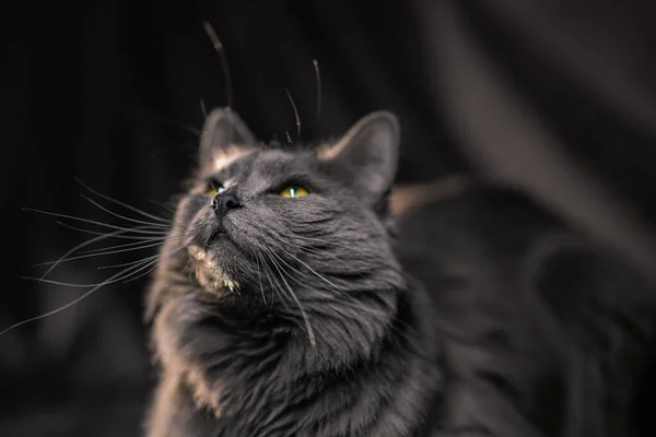 Retrato Ruso Azul Nibelung Gato —  Fotos de Stock