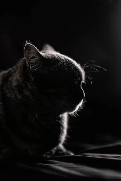 Шотландський Кіт Жовтими Очима — стокове фото