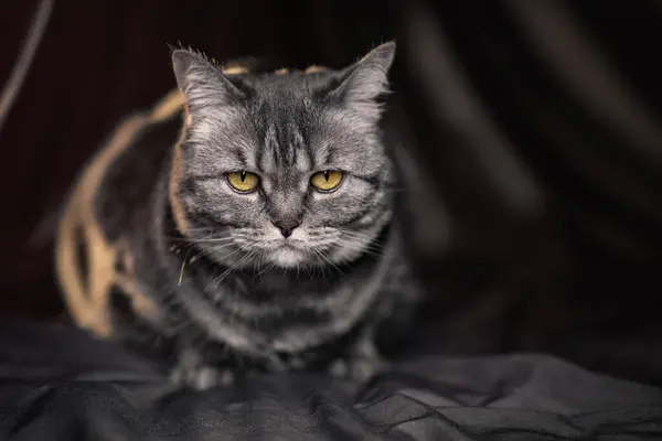 Schotse Kat Met Gele Ogen — Stockfoto