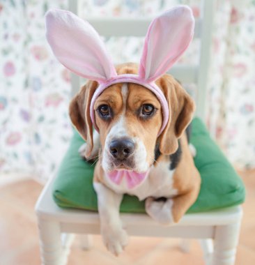 Young beagle wearing bunny ears