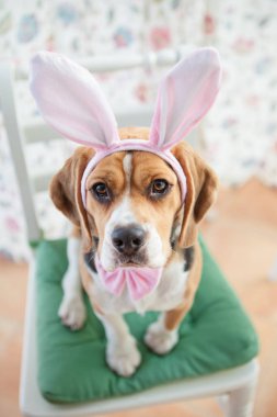 Young beagle wearing bunny ears