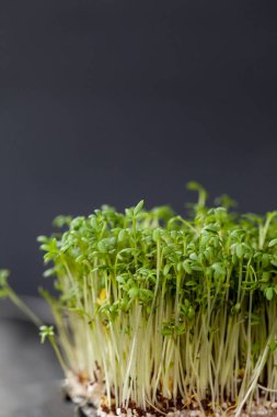 Tere fidan büyüyen