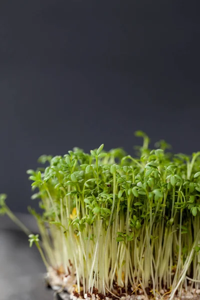 Growing cress seedlings — Stock Photo, Image