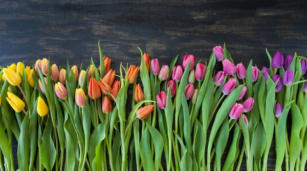 Tulipanes en colores brillantes — Foto de Stock