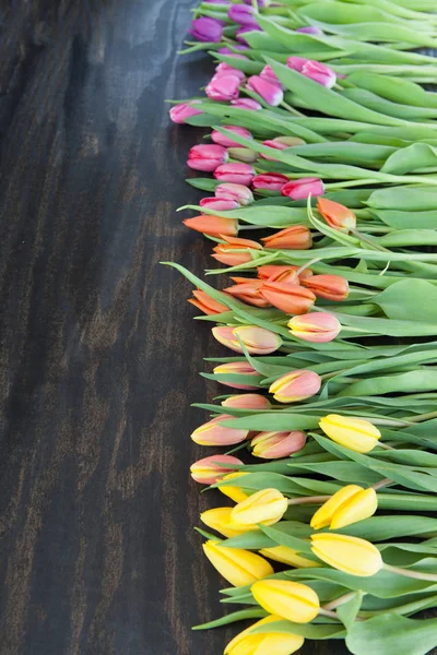 Tulpen in felle kleuren — Stockfoto