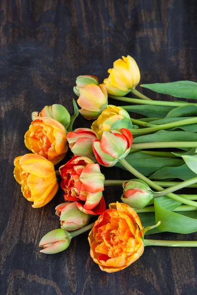 Friske tulipaner i lyse farver - Stock-foto