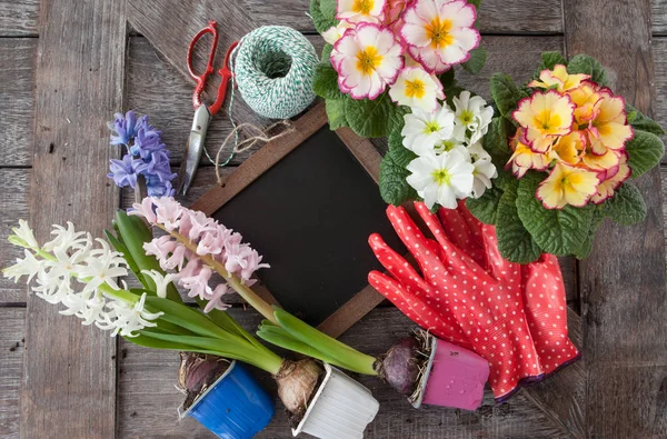 Verse bloemen voor aanplant in het voorjaar — Stockfoto