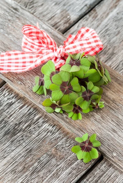 Little bunch of clovers — Stock Photo, Image
