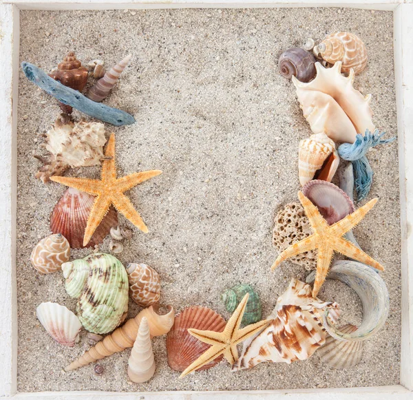 Песок с ракушками и морскими звездами — стоковое фото