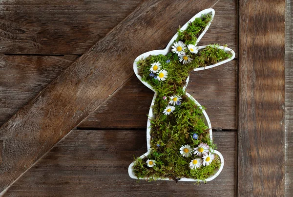 复活节兔子 有苔藓和雏菊小花 — 图库照片