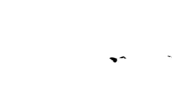 완벽 한 실루엣 애니메이션 나비 곤충 동물 4 k에서 백색 격리 된 배경에서 화면을 가로질러 비행 울트라 Hd 루프 — 비디오