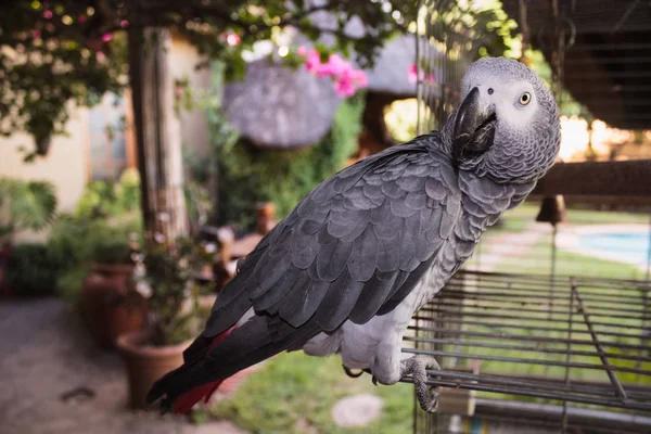 Echtes afrikanisches Papageienhaus neben seiner Zelle im Garten — Stockfoto