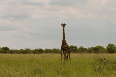 Bush karşı etkin Pa gökyüzünde gün batımında zürafa
