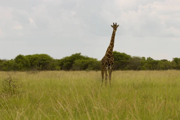 Giraffe in the bush at sunset against the sky   in the Etosha Pa — Stock Photo, Image