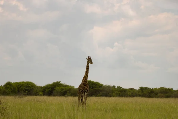 Girafe dans la brousse au coucher du soleil contre le ciel dans l'Etosha Pa — Photo