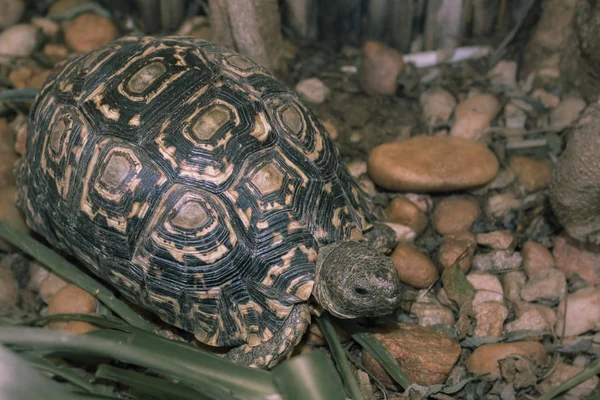 Tortuga camina en el jardín rocoso y come hierba —  Fotos de Stock