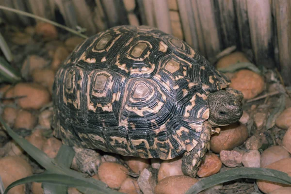 Turtle walks on rocky garden and eats grass — Stock Photo, Image