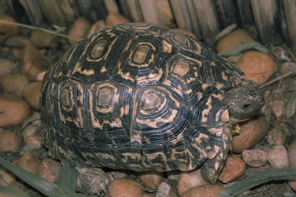 Sköldpadda går på steniga trädgården och äter gräs — Stockfoto