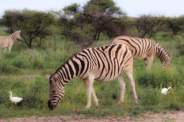 Zebry, jíst a pastviny v křoví v parku Etosha. — Stock fotografie