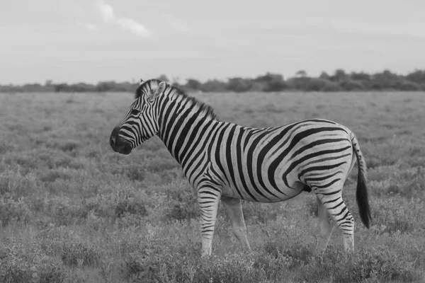 Un zèbre mangeant et broutant dans les buissons du parc Etosha . — Photo