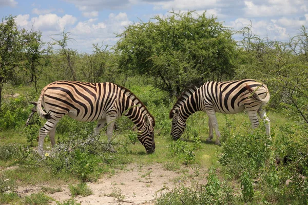 Zebras eating and grazing in the bushes of the park Etosha. — Stock Photo, Image