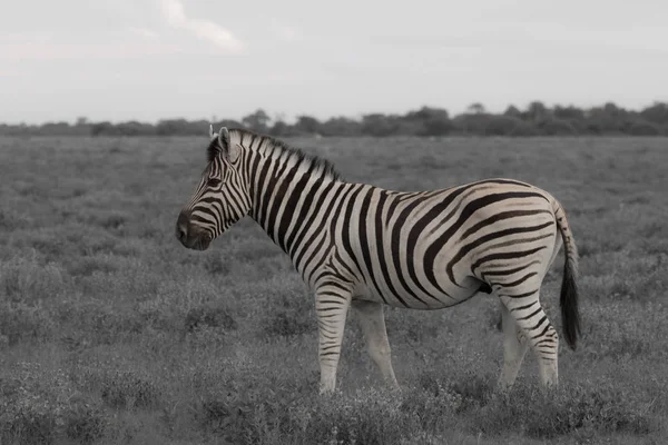 Jedna zebra jíst a pastviny v křoví v parku Etosha. — Stock fotografie