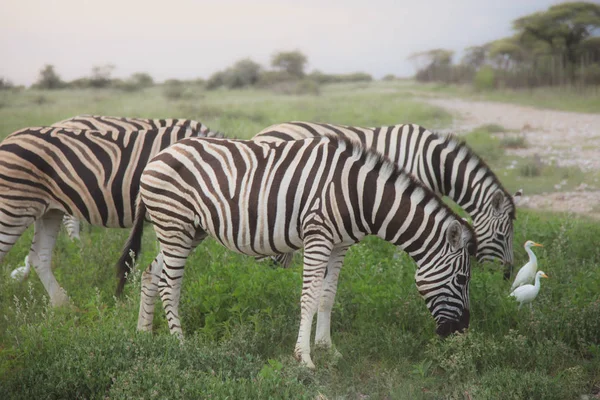 Mnoho zebry jíst a pastviny v křoví v parku Etosha. — Stock fotografie