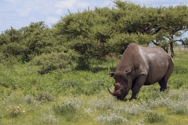 Rhinoceros walks, eating and grazing on a sunny day in the bushe — Stock Photo, Image