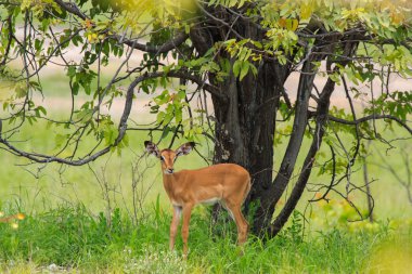 oldukça E adlı ağacın altında çalıların otlatma Impala bebeğim