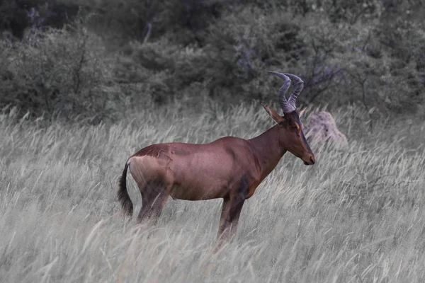 Kongoni antilopa, zaposlouchejte se do zvuků stromů. — Stock fotografie