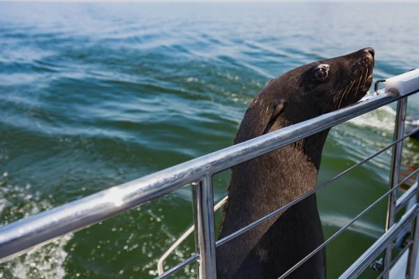 One of huge herd of fur seal swimming near the shore of skeleton — Stock Photo, Image