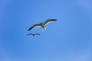 iki martı yüksekten kendi kanatları ove sallayarak mavi havada uçuyor