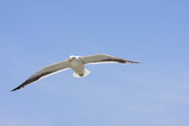 yüksek th kanatlarını sallayarak mavi havada uçan martılar