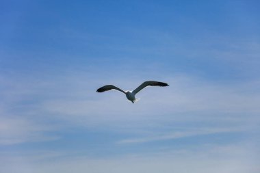 yüksek th kanatlarını sallayarak mavi havada uçan martılar