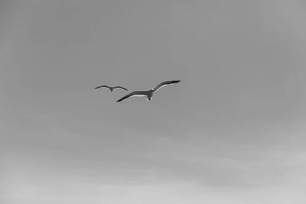Zwei Möwen, die hoch in der blauen Luft fliegen und mit ihren Flügeln wedeln — Stockfoto
