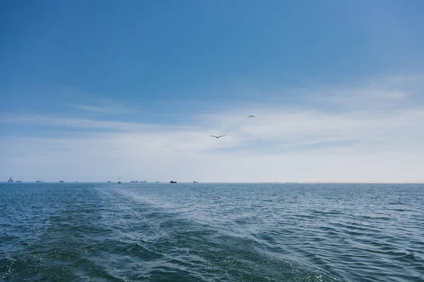 Två fiskmåsar flyger högt i blå luften waving deras vingar ove — Stockfoto