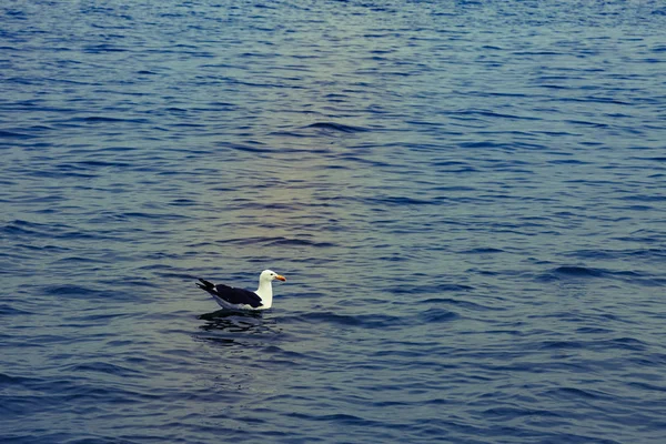 Bir martı yüzmek ve th üzerinde mavi havada uçan sonra dinlenme — Stok fotoğraf