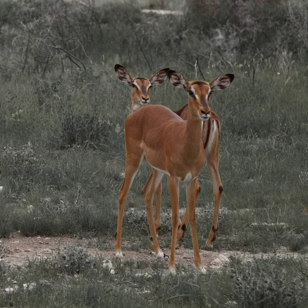 Enorme famiglia gregge springbok pascolo tra i cespugli nel Etos — Foto Stock